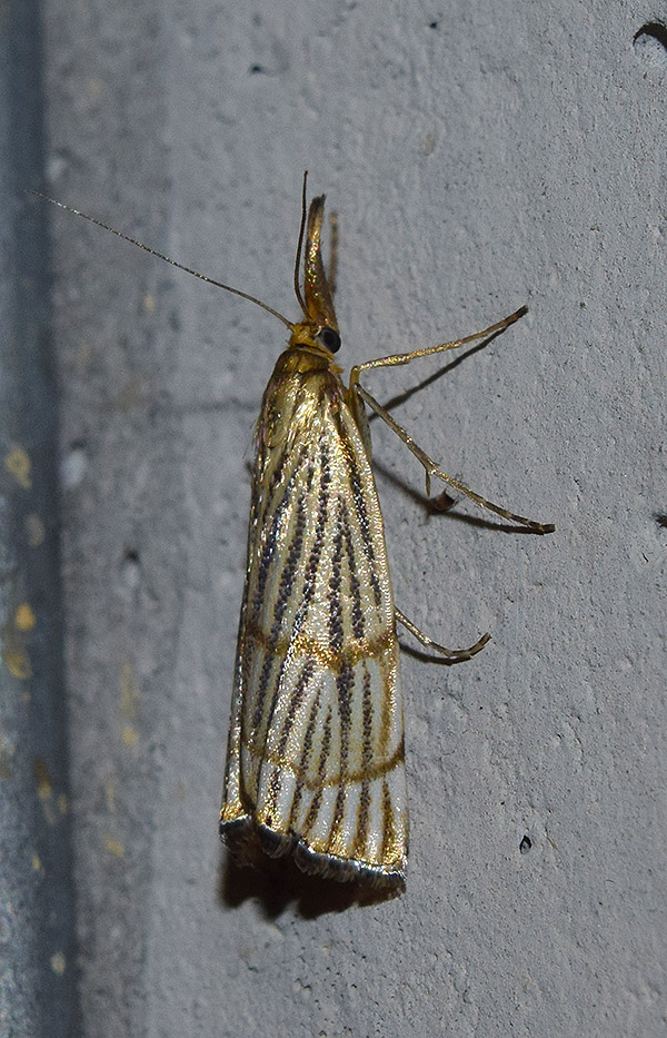 Chrysocrambus linetella - Chrysocrambus cassentiniellus, Crambidae